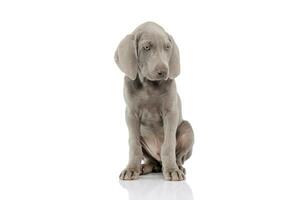 Studio shot of a beautiful Weimaraner puppy photo