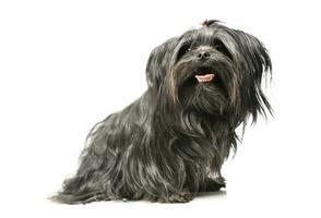 Studio shot of an adorable Shih-Tzu photo