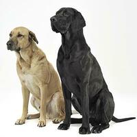 two mixed breed  brown dog sitting in a white backgound studio photo