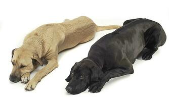 two mixed breed  brown dog lying in a white backgound studio photo