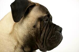 Portrait of an adorable Bull mastiff photo