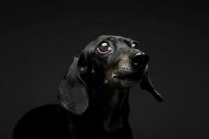 An adorable black and tan short haired Dachshund looking up curiously photo