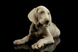 Studio shot of a beautiful Weimaraner puppy photo