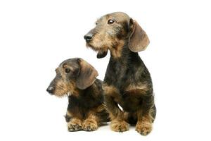 Studio shot of two adorable Dachshunds photo