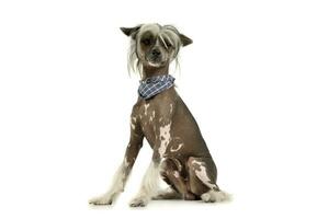 Studio shot of an adorable Chinese crested dog looking curiously at the camera photo