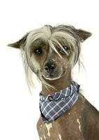 Portrait of an adorable Chinese crested dog looking curiously at the camera photo