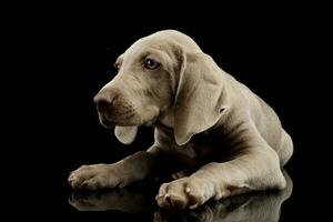 Studio shot of a beautiful Weimaraner puppy photo