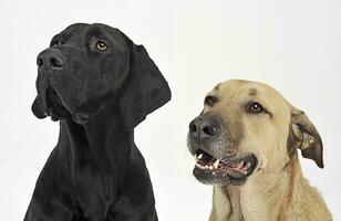 two mixed breed  dog portrait in a white backgound studio photo