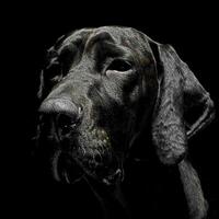 mixed breed black dog portrait in black background photo