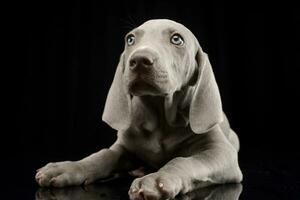 Studio shot of a cute Weimaraner puppy photo