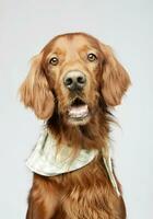 retrato de un adorable irlandesa setter foto