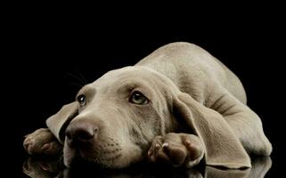 Studio shot of a beautiful Weimaraner puppy photo