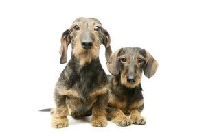 Studio shot of two adorable Dachshunds photo