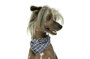 Portrait of an adorable Chinese crested dog looking curiously photo