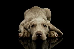 Studio shot of a beautiful Weimaraner puppy photo