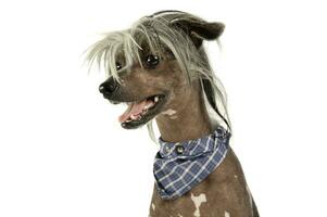 Portrait of an adorable Chinese crested dog looking satisfied photo