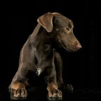 Funny ears mixed breed brown dog lying in black studio background photo