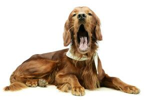 Studio shot of an adorable irish setter photo