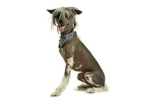 Studio shot of an adorable Chinese crested dog looking curiously at the camera photo