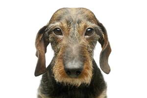 Portrait of an adorable Dachshund photo