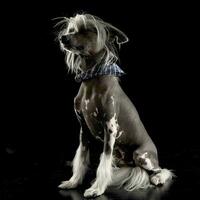 very cute chinese crested dog sitting in black background photo