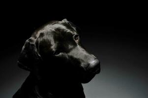 Portrait of an adorable mixed breed dog looking curiously photo