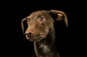 Portrait of an adorbale mixed breed puppy photo