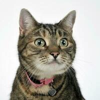 Portrait of an adorable tabby cat photo