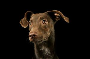 Portrait of an adorbale mixed breed puppy photo