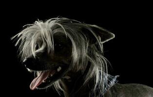 Portrait of an adorable Chinese crested dog looking satisfied photo
