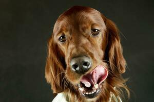 retrato de un adorable irlandesa setter foto