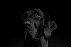 Portrait of an adorable mixed breed dog looking at the camera photo