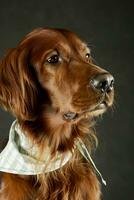 Portrait of an adorable irish setter photo