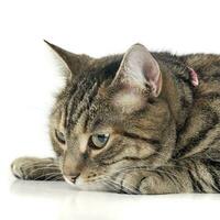 Portrait of an adorable tabby cat photo