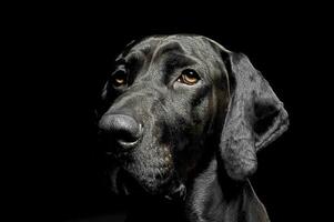 mixed breed black dog portrait in black background photo