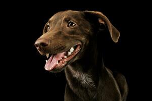 Portrait of an adorbale mixed breed puppy photo