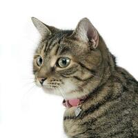 Portrait of an adorable tabby cat photo