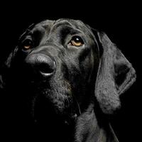 mixed breed black dog portrait in black background photo