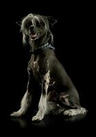 Studio shot of an adorable Chinese crested dog sitting and looking satisfied photo