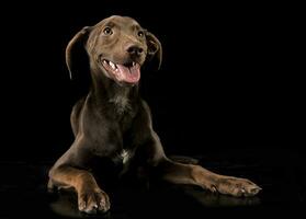 Funny ears mixed breed brown dog relaxing in black studio background photo