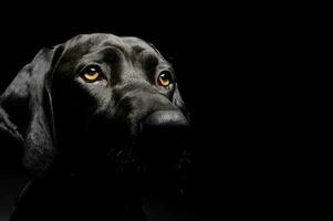 Portrait of an adorable mixed breed dog looking seriously photo