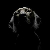 Portrait of an adorable mixed breed dog looking seriously at the camera photo