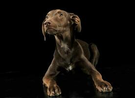 Funny ears mixed breed brown dog in black studio background photo