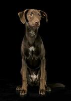 Funny ears mixed breed brown dog sitting in black studio background photo