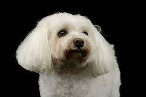 Portrait of an adorable Shih-Tzu photo