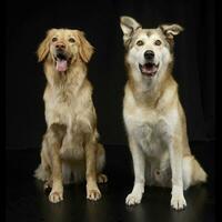 Studio shot of two adorable mixed breed dog photo