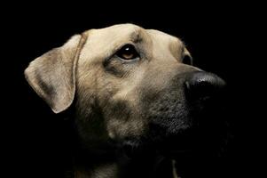 Portrait of an adorable mixed breed dog photo