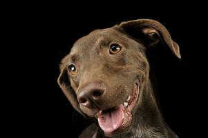 hermosa volador orejas mezclado raza perro retrato en negro antecedentes foto