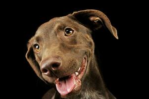 Portrait of an adorbale mixed breed puppy photo