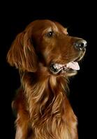 Portrait of an adorable irish setter photo